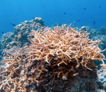 Scuba Diving in Puerto Aventuras