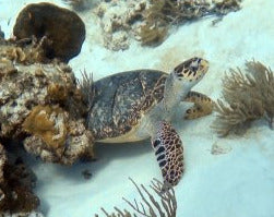Scuba Diving in Puerto Aventuras