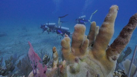 Scuba Diving in Puerto Aventuras