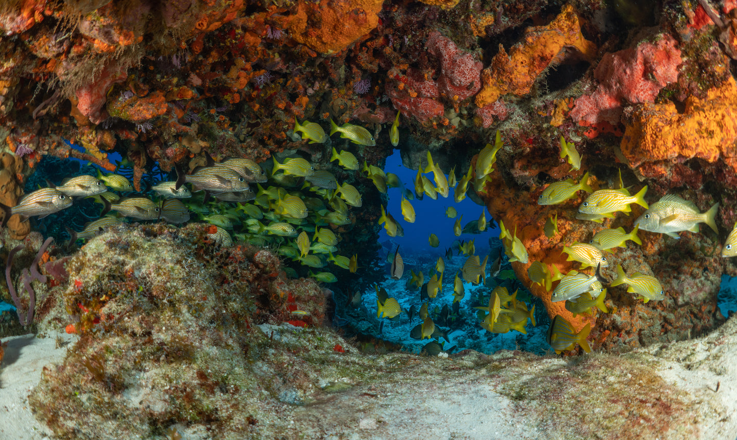 Scuba Diving Cozumel - Two Dives