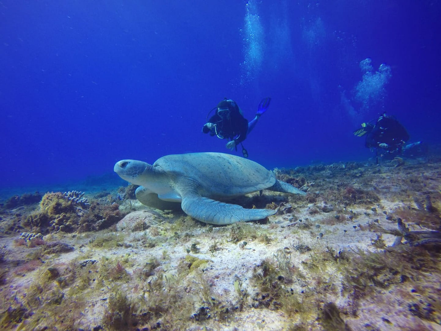 Scuba Diving Cozumel - Two Dives