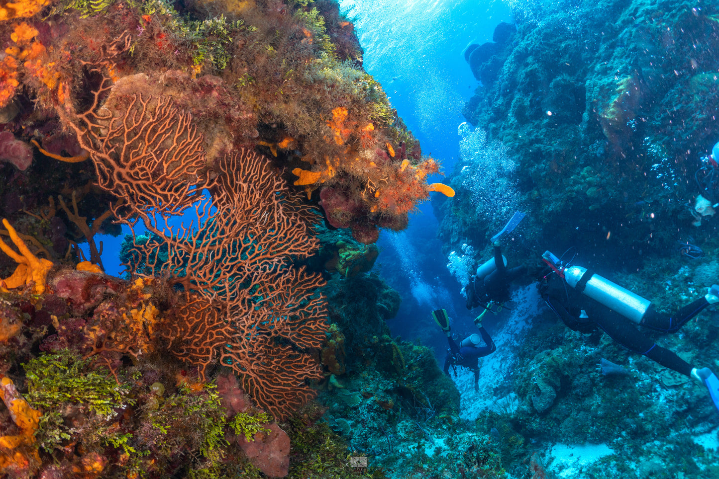Scuba Diving Cozumel - Two Dives
