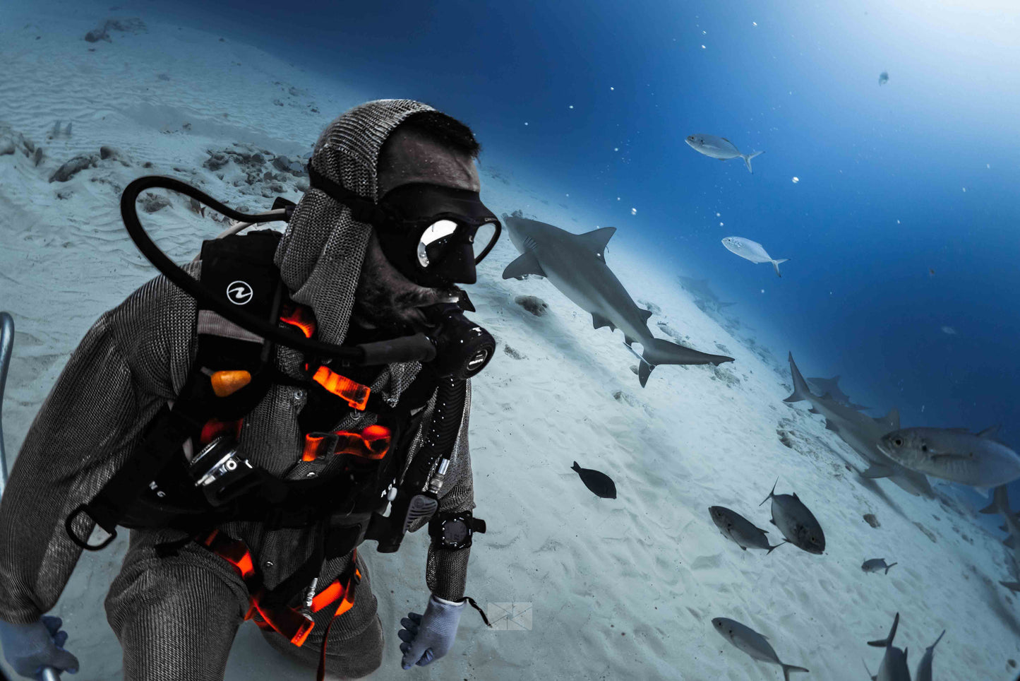Bullshark Excursions