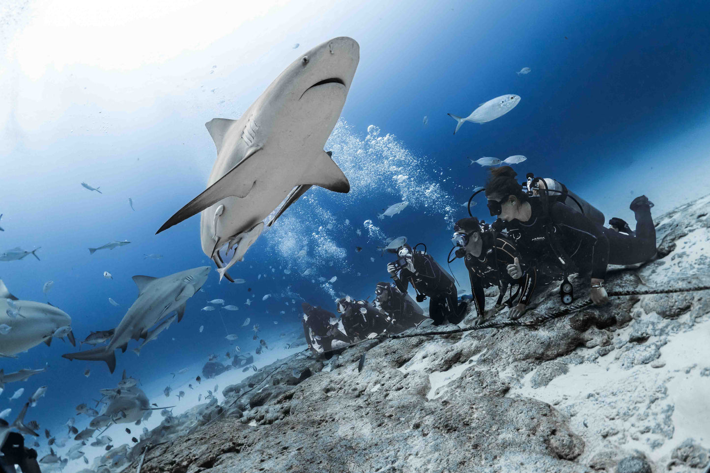 Bullshark Excursions
