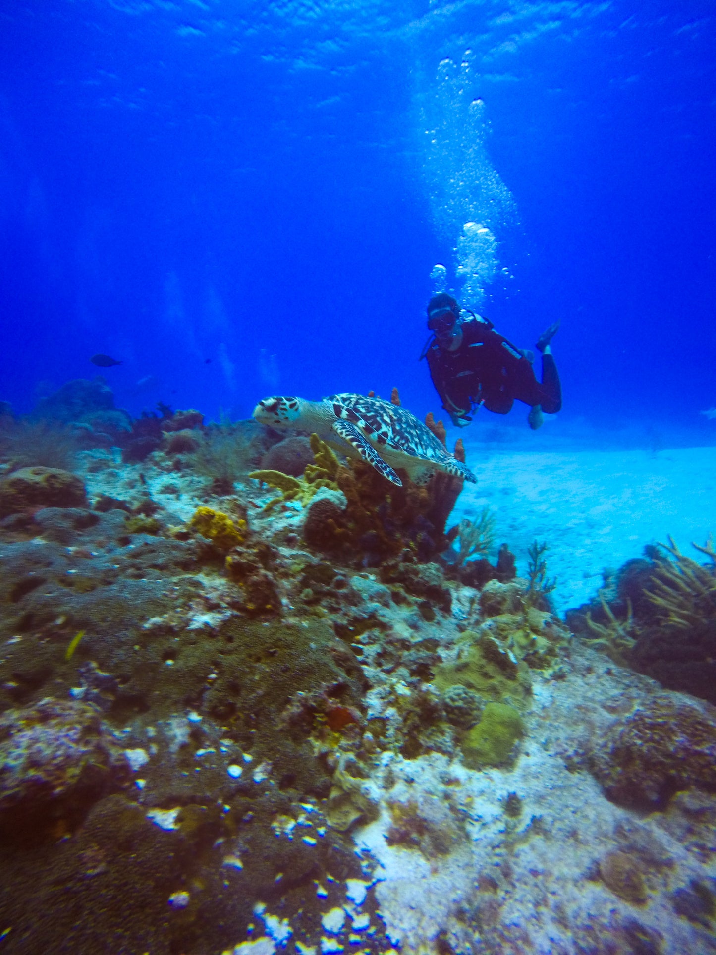 Discover Scuba Diving
