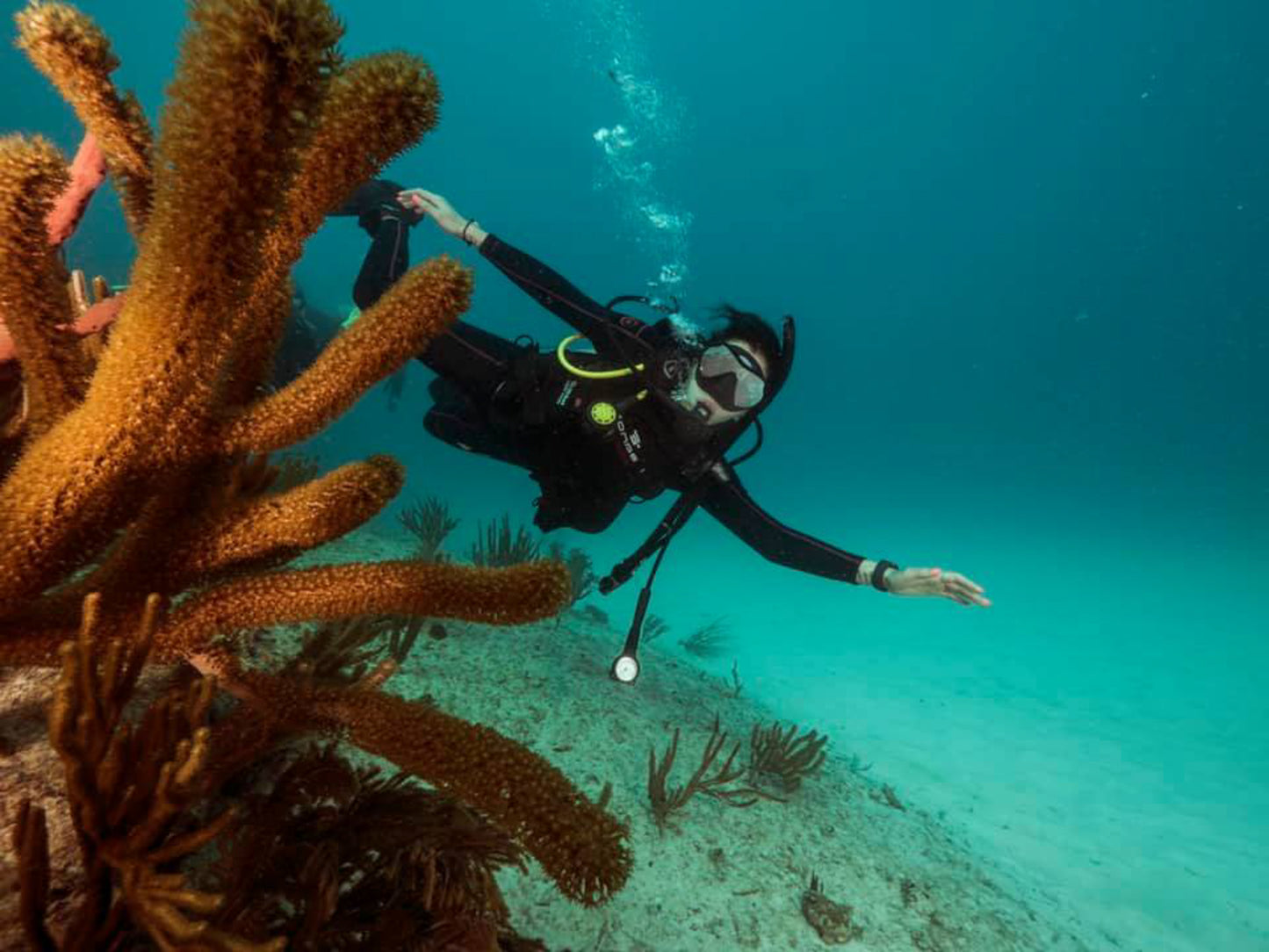 Scuba Diving Playa Del Carmen - Two Dives