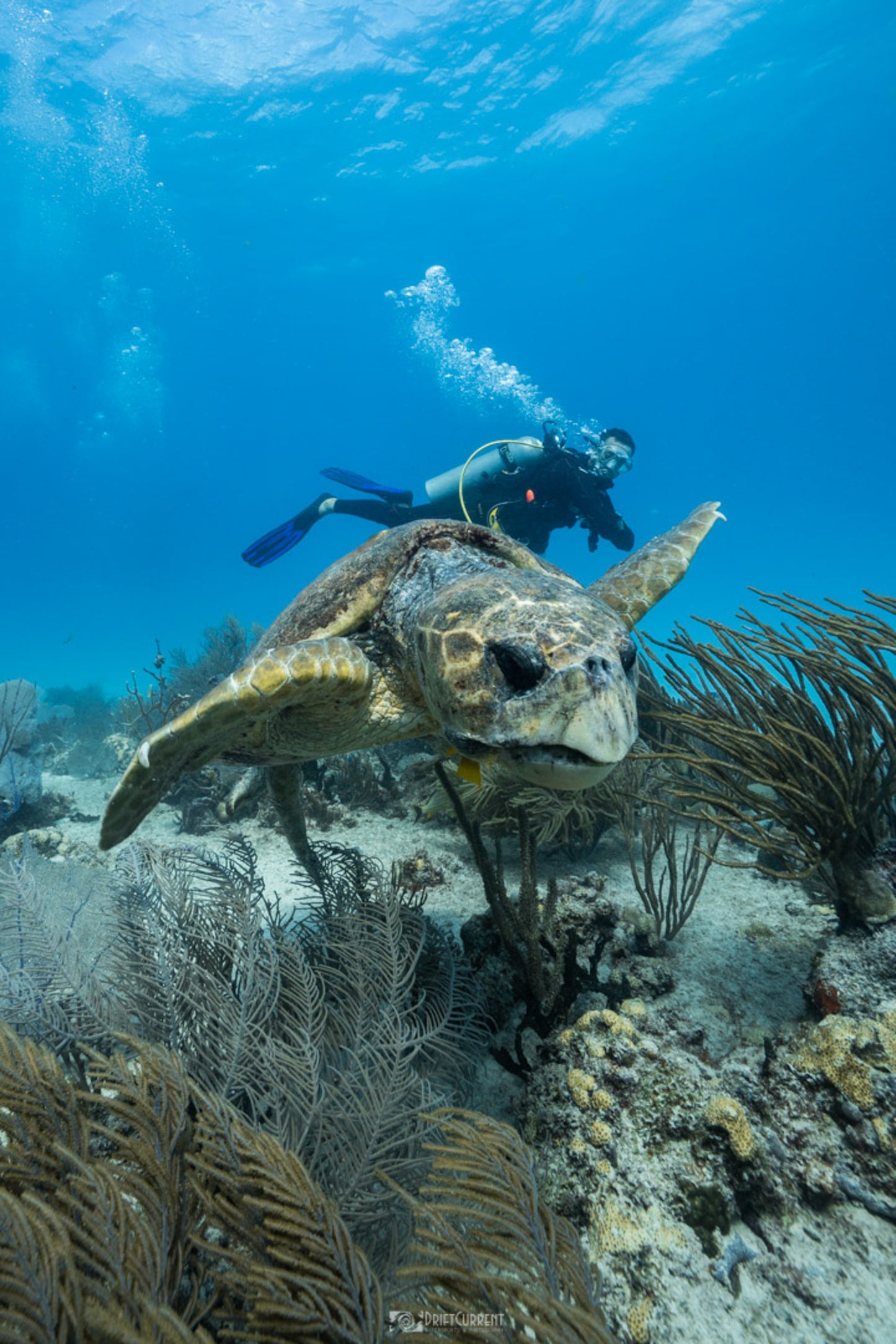 Scuba Diving Playa Del Carmen - Two Dives
