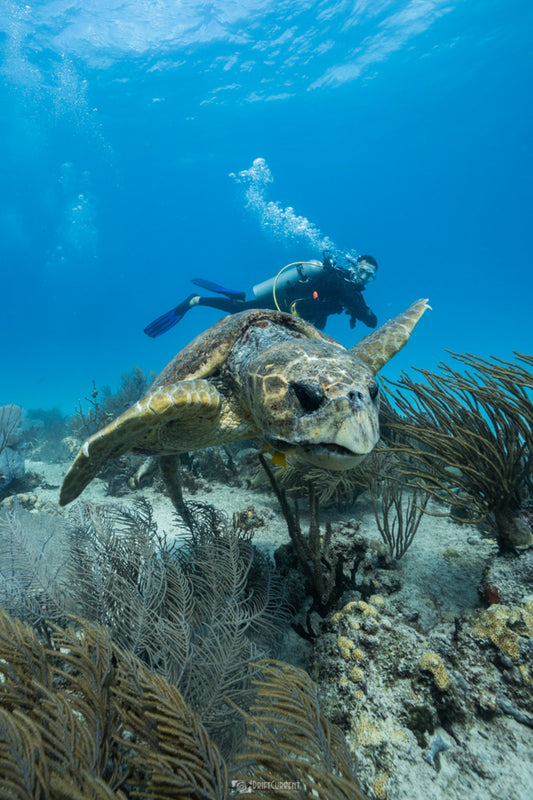 Buceo en Playa del Carmen - Dos inmersiones