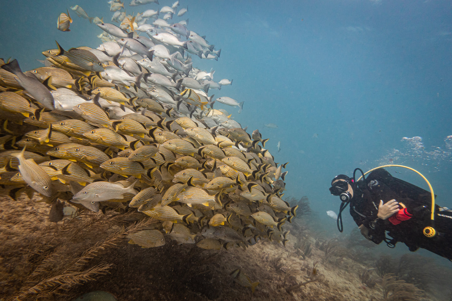 Scuba Diving Playa Del Carmen - Two Dives
