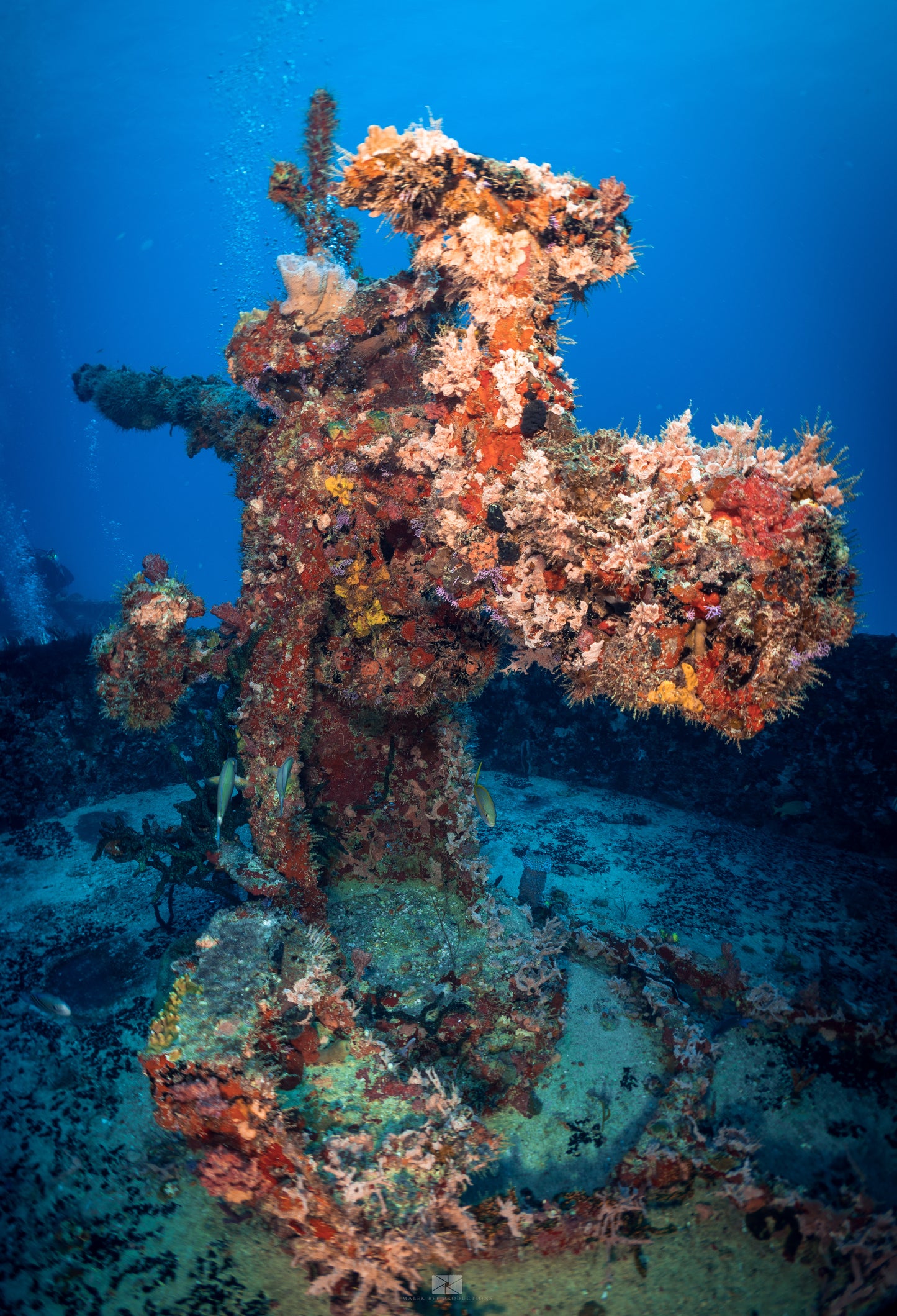 Scuba Diving Puerto Morelos C56