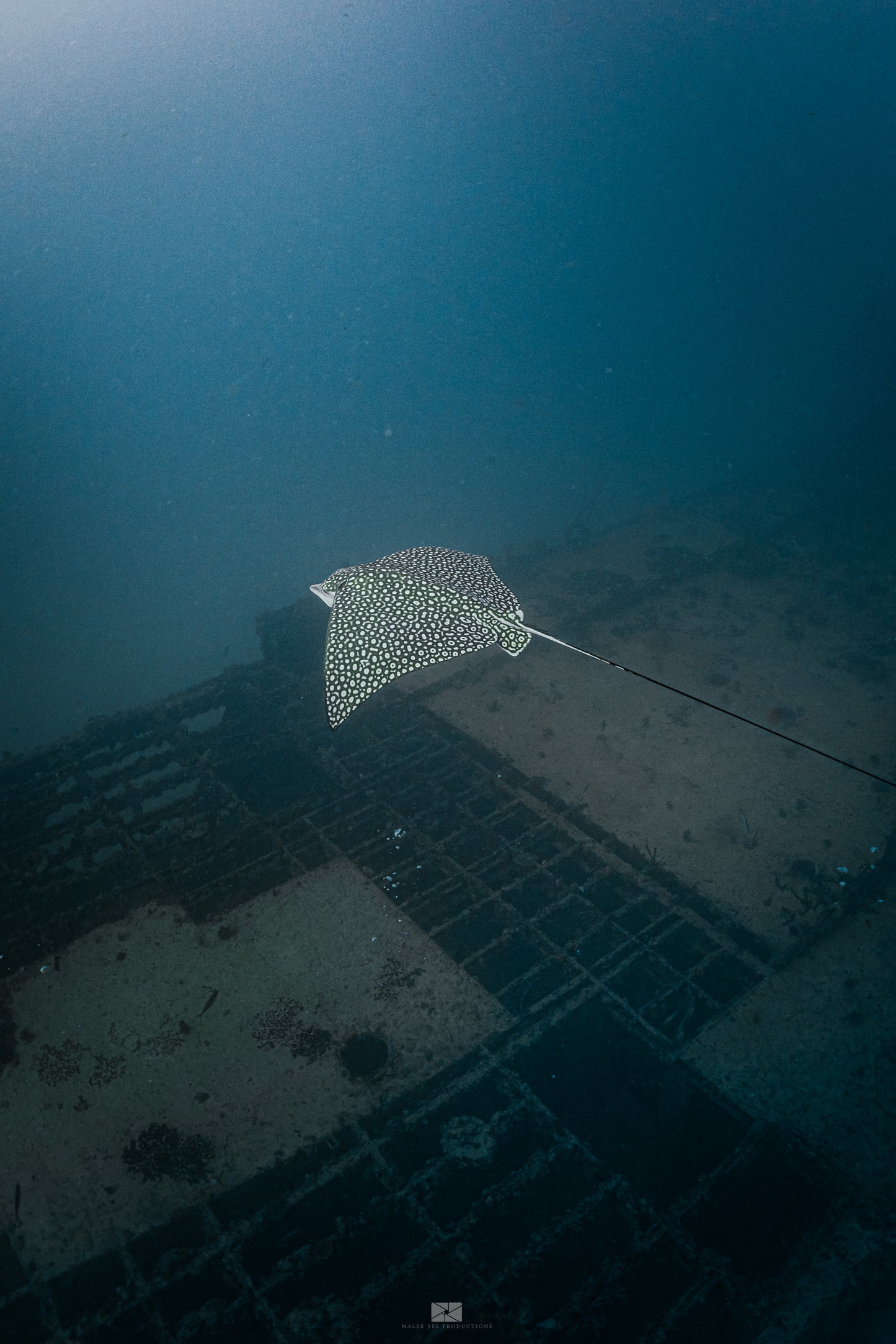Scuba Diving Puerto Morelos C56